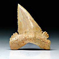 Haifischzahn aus Marokko, Palaeocarcharodon orientalis