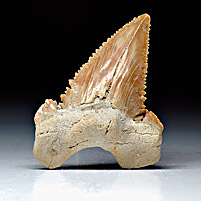 Haifischzahn aus Marokko, Palaeocarcharodon orientalis