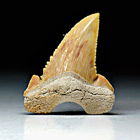Haifischzahn aus Marokko, Palaeocarcharodon orientalis
