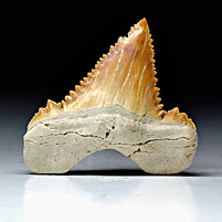 Haifischzahn aus Marokko, Palaeocarcharodon orientalis