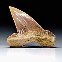 Haifischzahn aus Marokko, Palaeocarcharodon orientalis