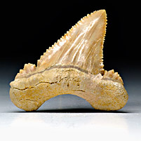 Haifischzahn aus Marokko, Palaeocarcharodon orientalis