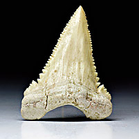 Haifischzahn aus Marokko, Palaeocarcharodon orientalis