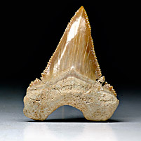 Haifischzahn aus Marokko, Palaeocarcharodon orientalis