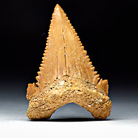 Haifischzahn aus Marokko, Palaeocarcharodon orientalis