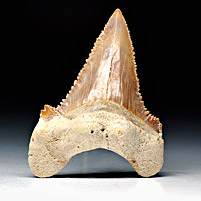 Haifischzahn aus Marokko, Palaeocarcharodon orientalis