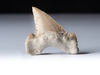 Palaeocarcharodon orientalis