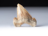 Palaeocarcharodon orientalis