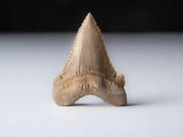Palaeocarcharodon orientalis