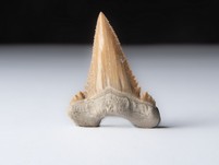 Palaeocarcharodon orientalis