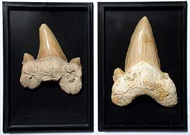 Haizahn, Otodus obliquus, B-Qualität