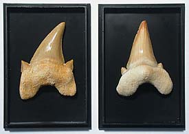 Haizahn, Otodus obliquus, klein