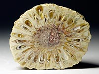 versteinerte Araukarien-Zapfen (Araucaria mirabilis) aus Patagonien