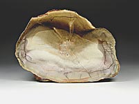 Konifere: Dadoxylon