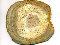 Baumfarn: Tietea singularis