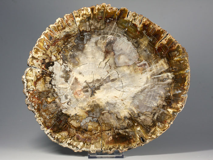 versteinertes Holz aus Madagaskar