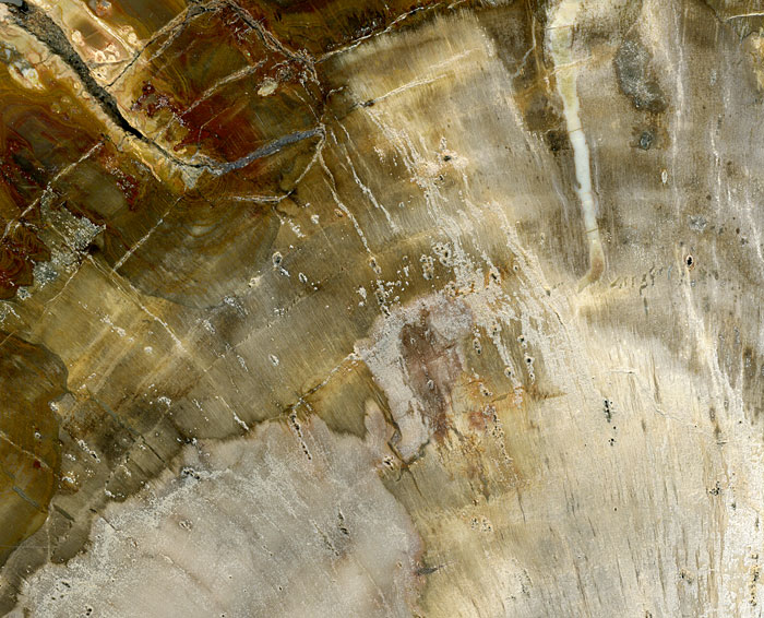 versteinertes Holz aus Madagaskar