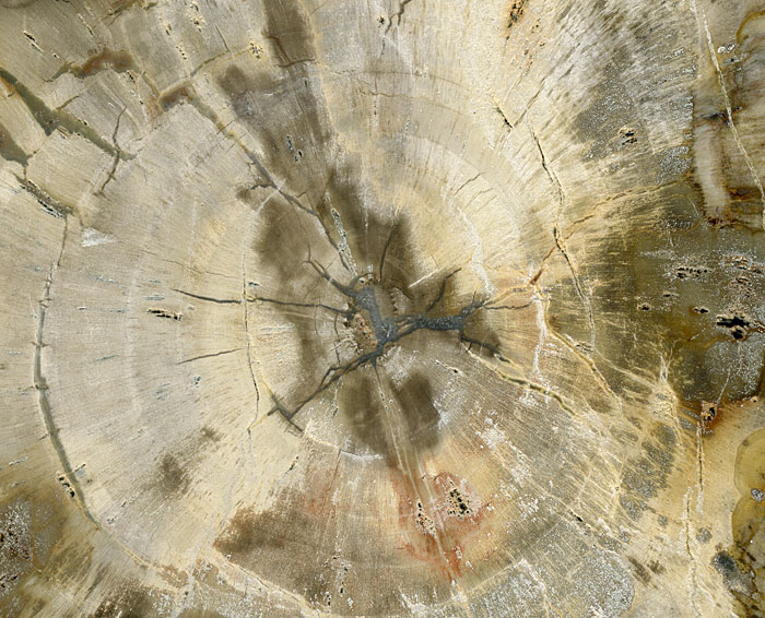 versteinertes Holz aus Madagaskar
