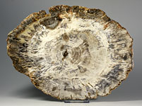 versteinertes Holz aus Indonesien