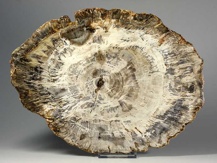 versteinertes Holz aus Madagaskar