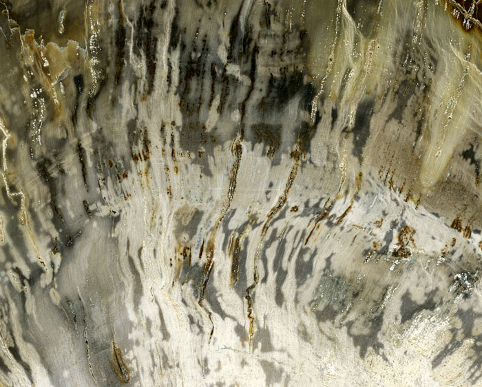 versteinertes Holz aus Madagaskar