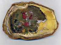 versteinertes Holz aus Indonesien