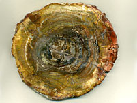 versteinertes Holz aus Indonesien