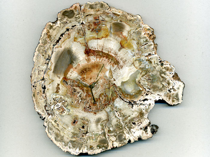 versteinertes Holz aus Madagaskar