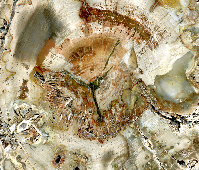 versteinertes Holz aus Madagaskar