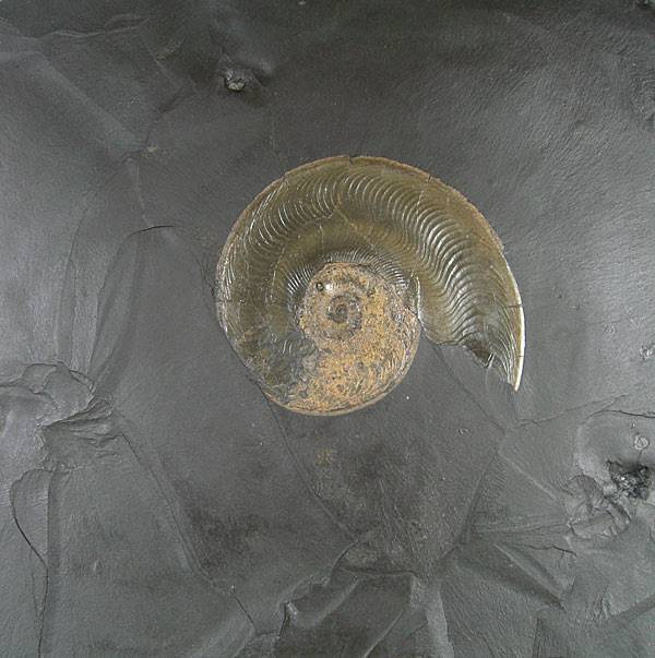 Fossilien aus Holzmaden