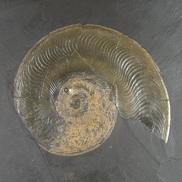 Fossilien aus Holzmaden
