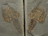 Panzerkrebs aus dem Posidonienschiefer  von Holzmaden