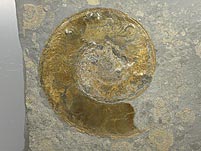 Ammonit aus dem Posidonienschiefer  von Holzmaden