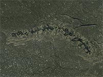Panzerkrebs aus dem Posidonienschiefer  von Holzmaden
