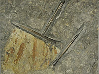 Belemniten aus dem Posidonienschiefer von Holzmaden