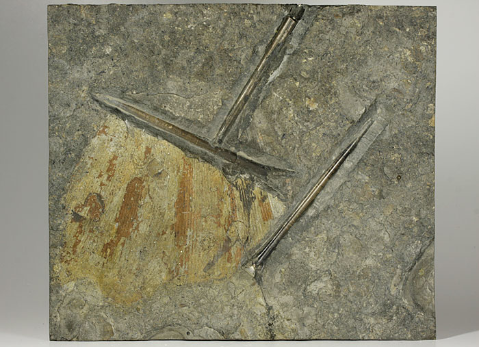 Ammoniten aus dem Posidonienschiefer von Holzmaden