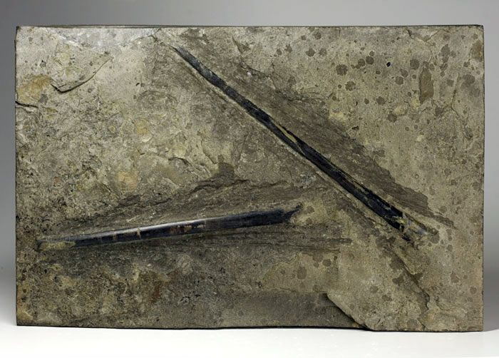 Belemniten aus dem Posidonienschiefer von Holzmaden