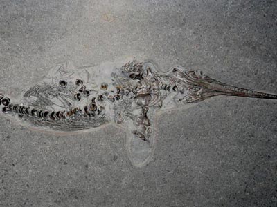 Fischsaurier aus dem Posidonienschiefer  von Holzmaden