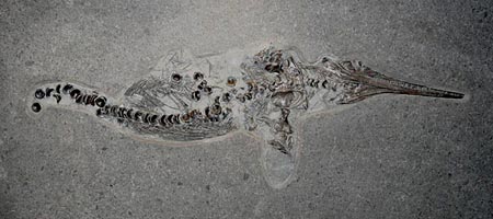 Fischsaurier aus dem Posidonienschiefer von Holzmaden