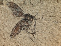 Zweiglgler (Diptera)