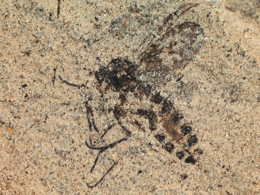 Zweiglgler (Diptera)