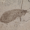 Insekten aus der Kreide von Lianoning