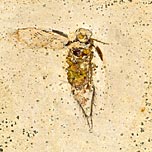 Insekten aus der Santana Formation