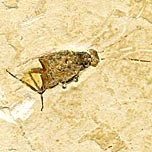 Insekten aus der Santana Formation