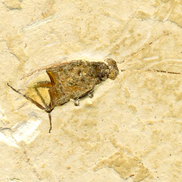 Insekten aus der Santana-Formation