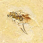 Insekten aus der Santana Formation