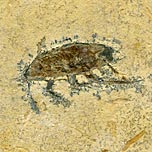 Insekten aus der Santana Formation