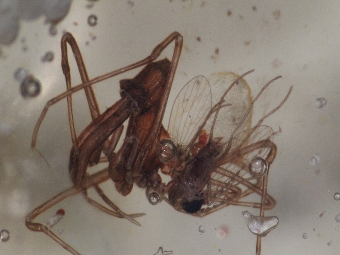 Kopal aus Madagaskar