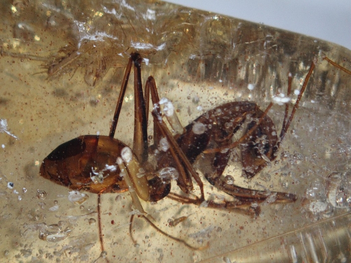Kopal aus Madagaskar