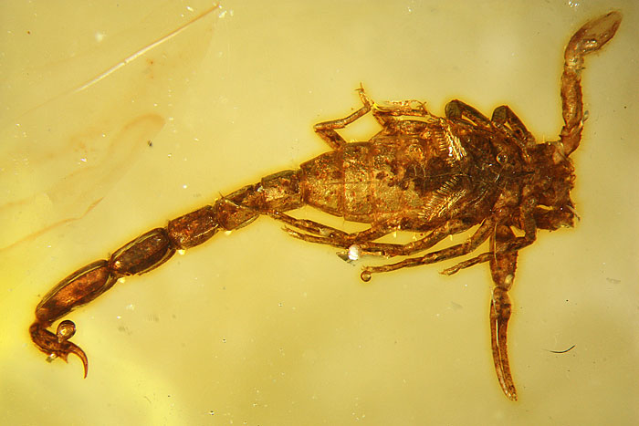 Kopal aus Madagaskar